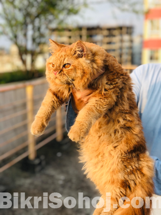 Persian Male Cat